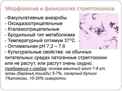 Стрептококк это прокариот