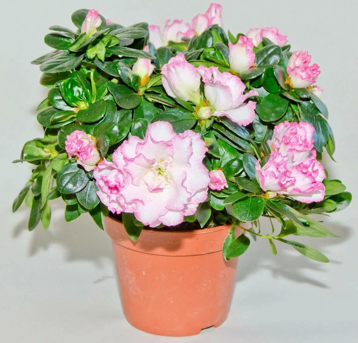 Азалии уход. Азалии уход. Азалии уход. Азалии уход. Азалии уход.