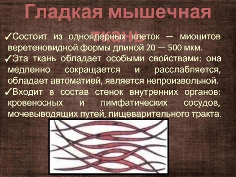 Ткань состоящую из способных сокращаться. Мышечная ткань состоит из. состоит из одноядерных клеток миоцитов веретеновидной формы. гладкая мышечная ткань состоит. гладкая мышечная ткань состоит из клеток формы.