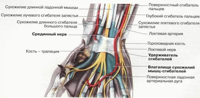 Мышцы запястного сустава. Анатомия лучезапястного сустава нервы. срединный нерв в запястном канале. сухожилия лучезапястного сустава анатомия. анатомия локтевого нерва в лучезапястном суставе.