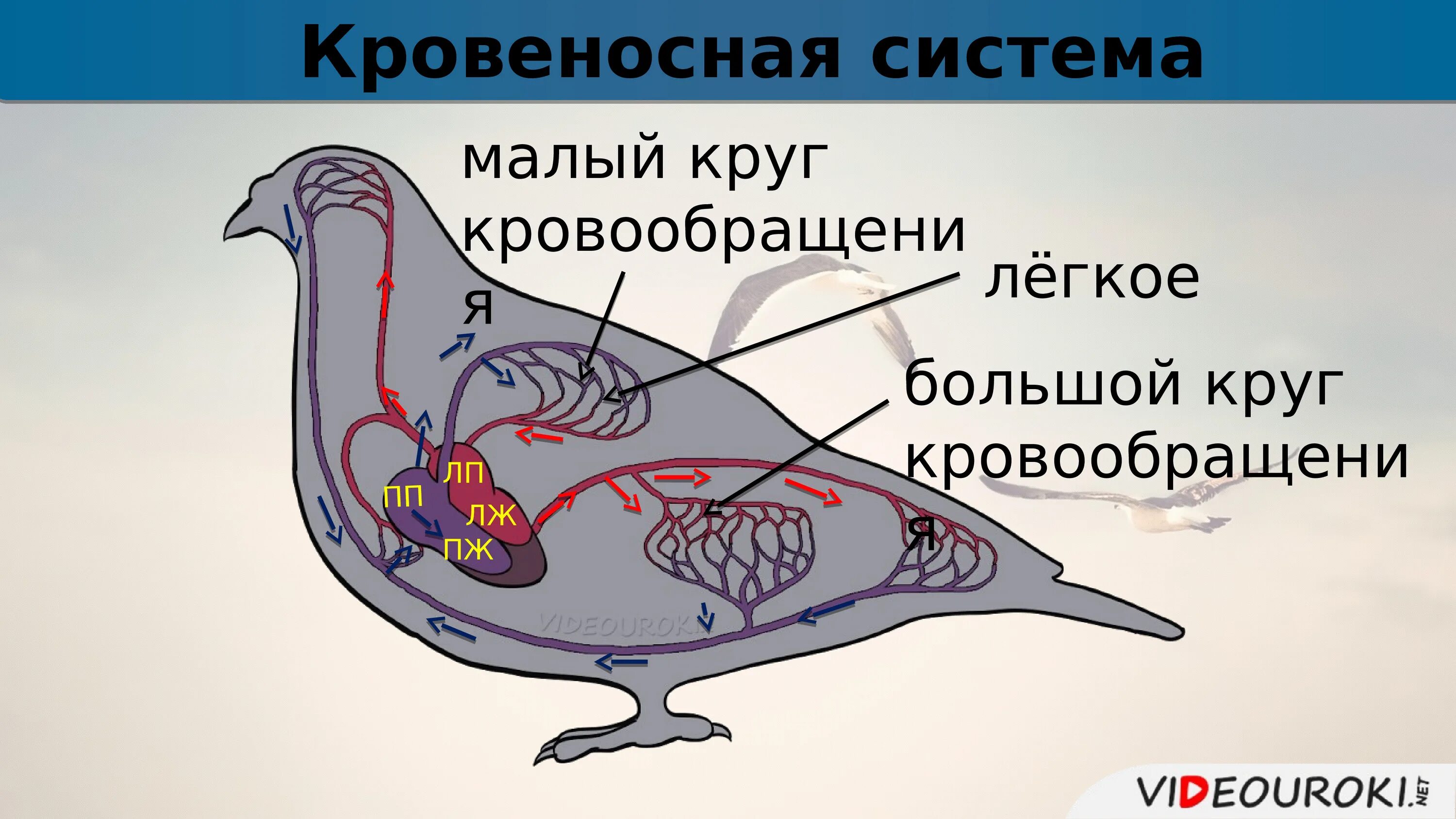 Схема строения кровеносной системы птиц. Кровеносная система птиц большой и малый круг. Малый круг кровообращения у птиц. Кровеносная система птиц птиц. Органы кровообращения у птиц