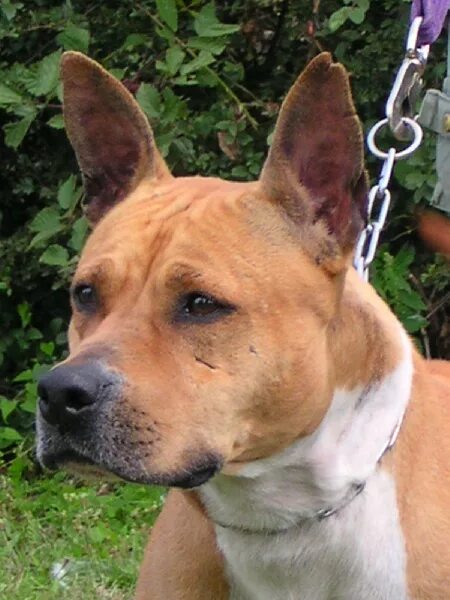 стафф некупированный. стафф некупированный. стафф некупированный. амстафф с некупированными ушами. стаффордширский терьер некупированный.