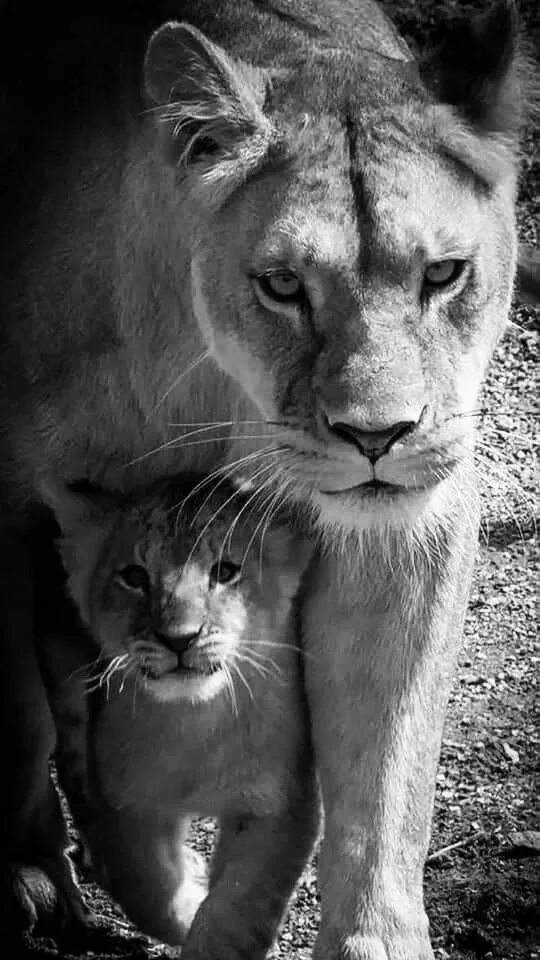 Pin by Alan Jones on Lions, Tigers, and Bears. Oh My!! Lion family, Lion, Lion, 