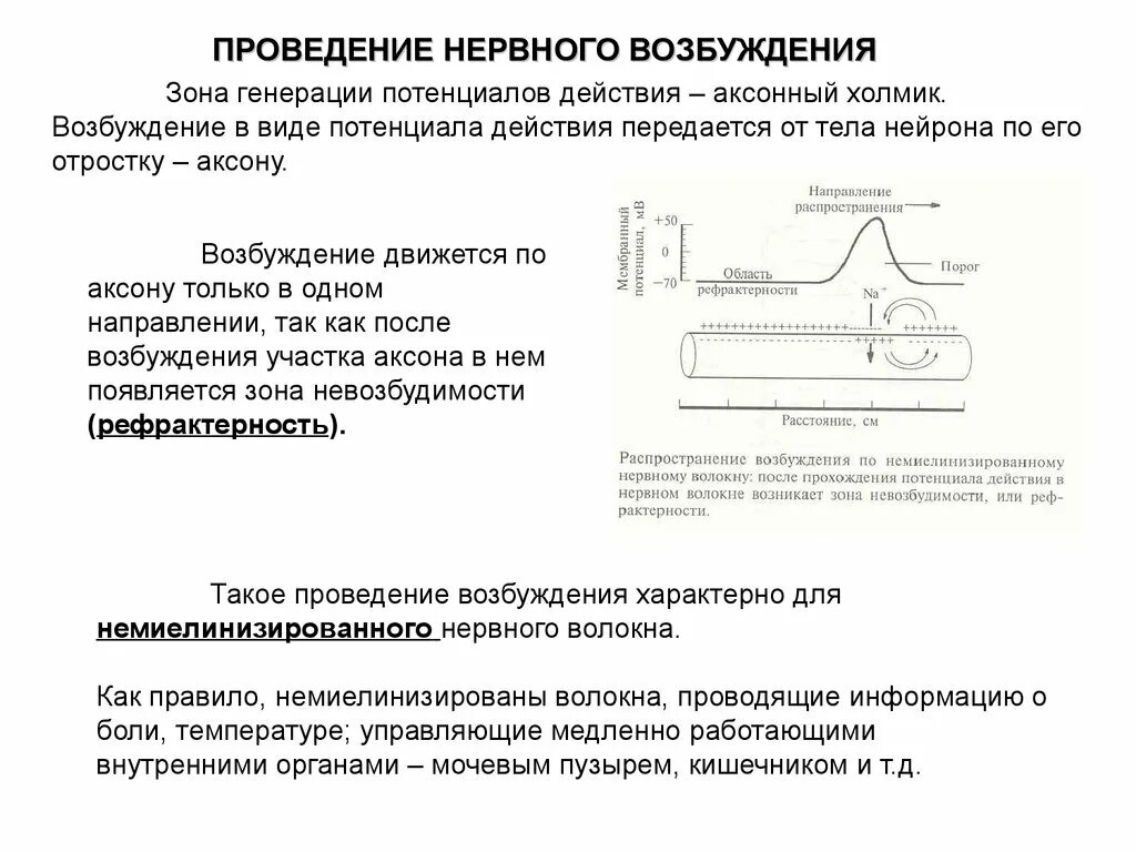 Возбуждения сильного действия. Потенциал действия (возбуждение) может передаваться:. Потенциал действия и возбуждение. Потенциал действия возбуждение может передаваться чему. Проведение потенциала действия по нервным волокнам.