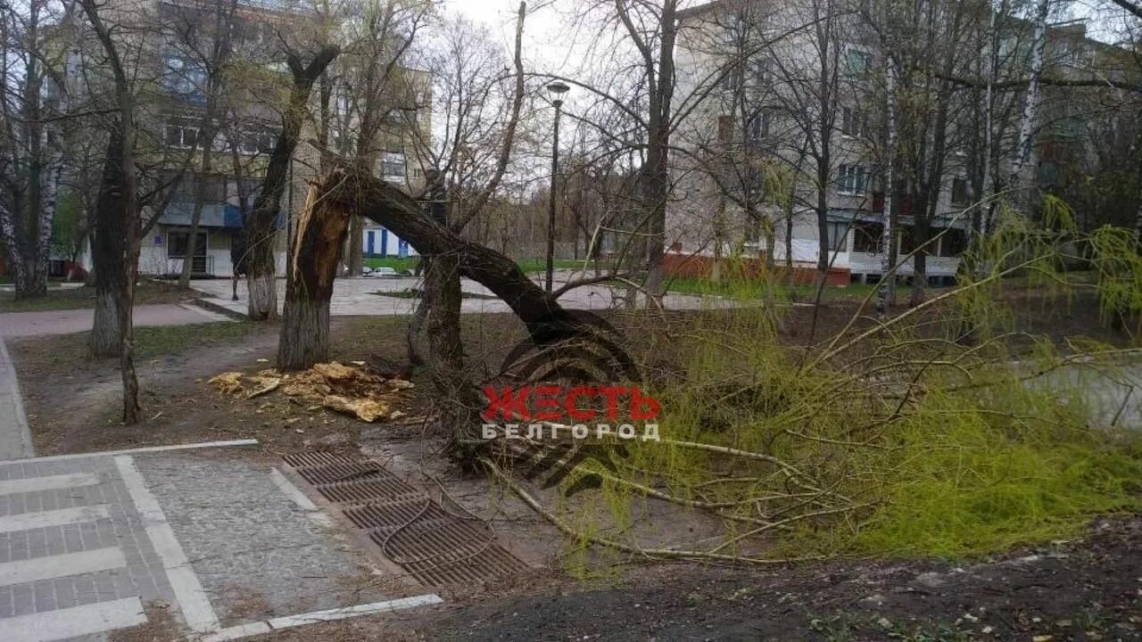Харгора белгород. Белгород харгора. фото улицы с деревьями. флаг украины на улице щорса в белгороде. дорога поломанное дерево.
