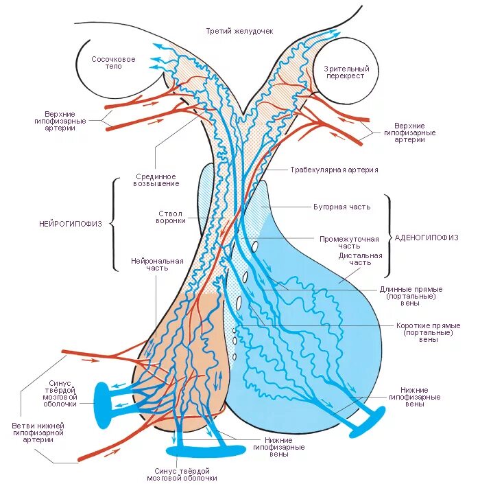 Гипофиз кровеносная система. Кровоснабжение гипоталамуса схема. Кровоснабжение гипофиза анатомия. Гипоталамо гипофизарная система кровоток. Кровоснабжение гипоталамо-гипофизарной системы схема.