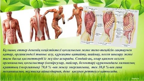 Жәндіктермен BDSM порно