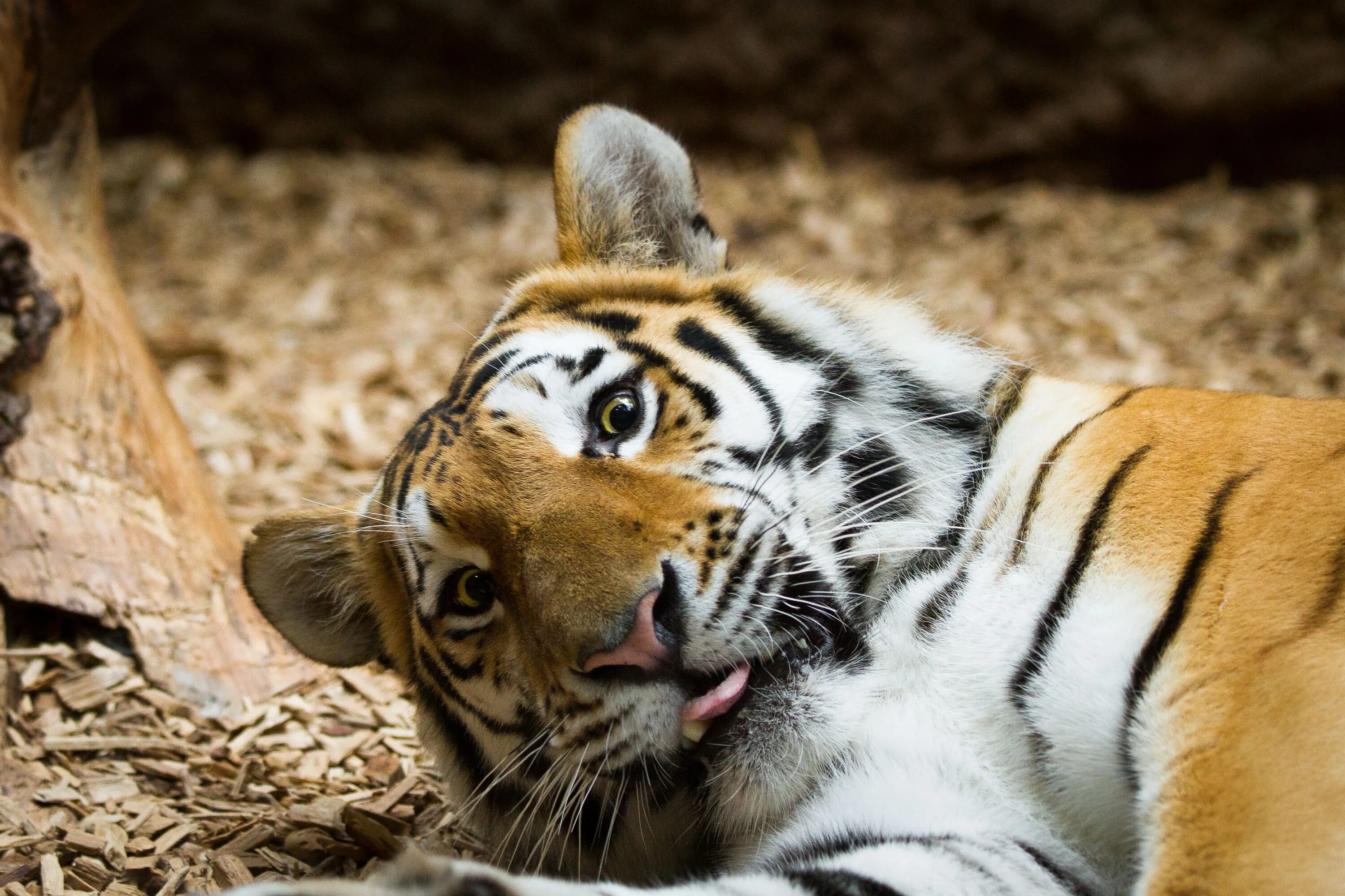 X in cat tiger