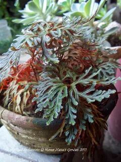 Ruby Red Spikemoss Fern plant, Flowering succulents, Ornamental plants.