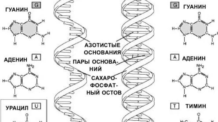 Соединения днк и рнк. Структура ДНК И РНК. Схема строения ДНК И РНК. Схема строения ДНК И РНК рисунок. Схема строения ДНК И РНК схема.