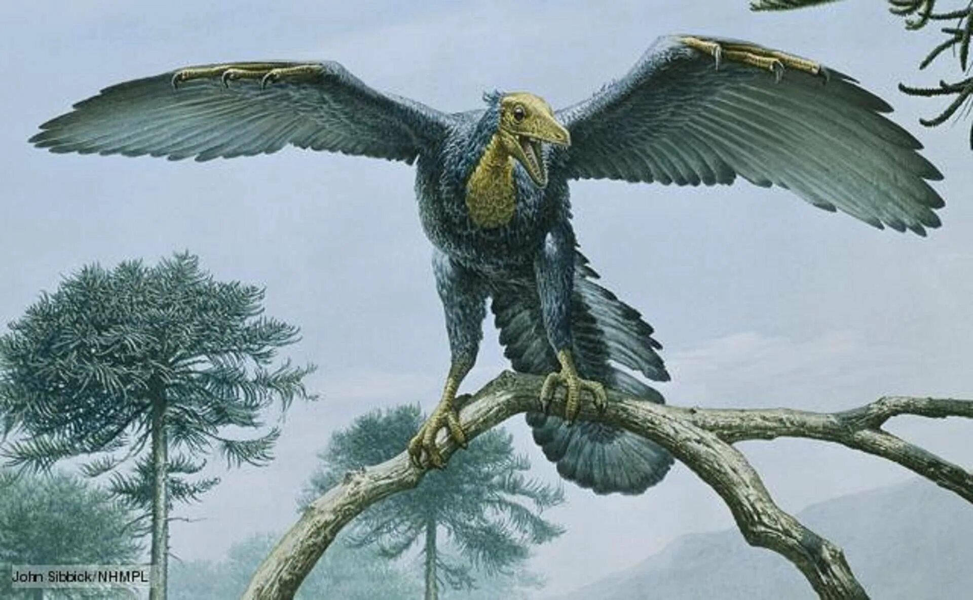 Мезозойская Эра Археоптерикс. Динозавр птица Археоптерикс. Археоптерикс Эволюция птиц. Предок птиц Археоптерикс.