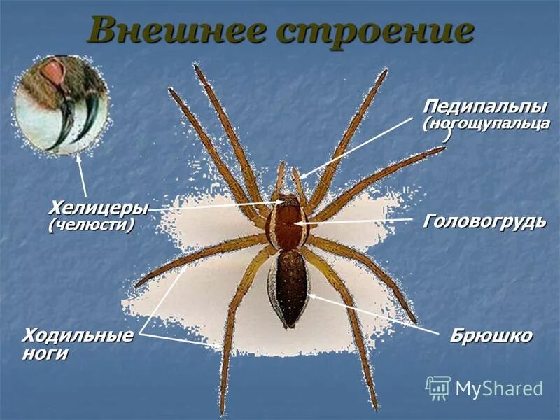 Сколько пар ходильных ног у паукообразных. Ногощупальца педипальпы. мандибулы и педипальпы. педипальпы паука строение. ногощупальца у паукообразных.
