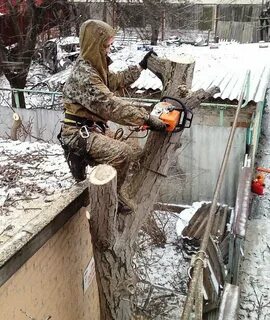 Продаю спиленные деревья