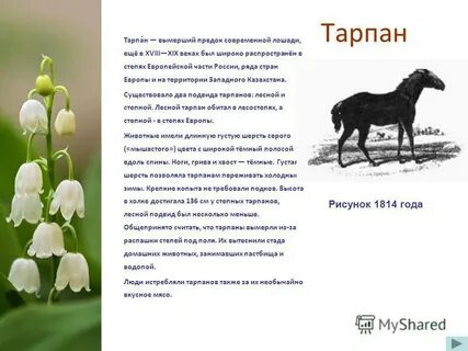 Аптека тарпан