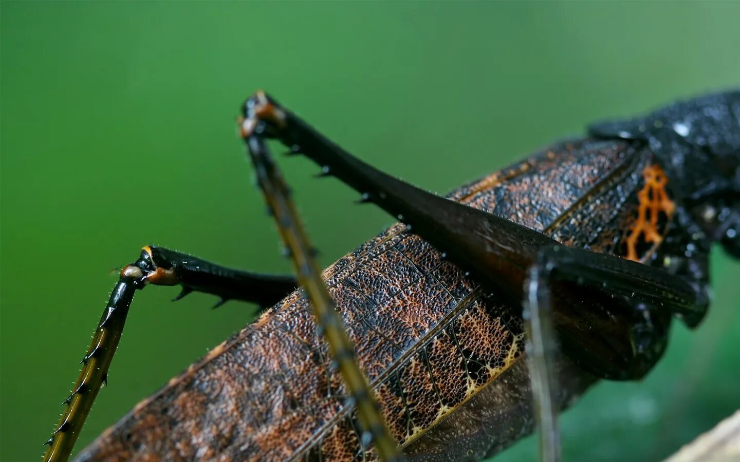 Insect legs. Насекомые. Ноги насекомых. Лапки кузнечика. Кузнечик насекомое.