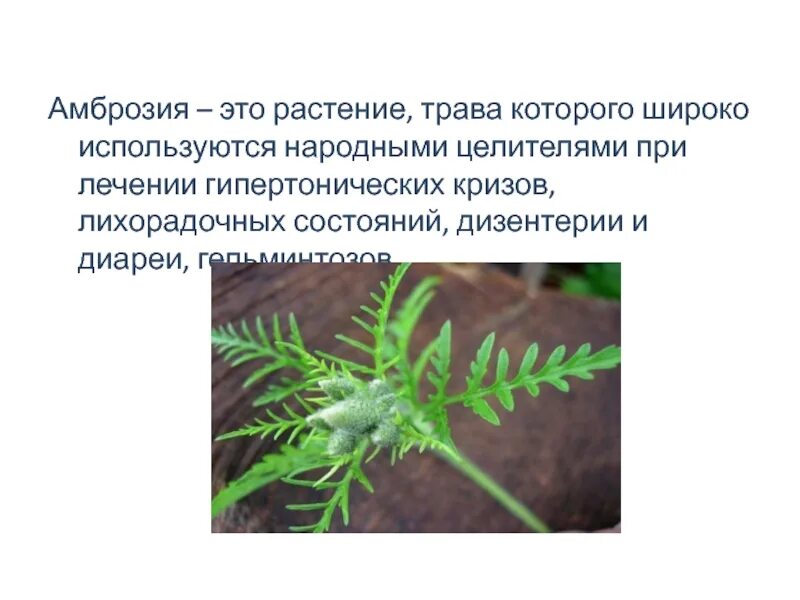 Амброзия полыннолистная. Амброзия полыннолистная опасный карантинный сорняк. Амброзия крымская. Трава амброзия. Амброзия растение сорные растения.