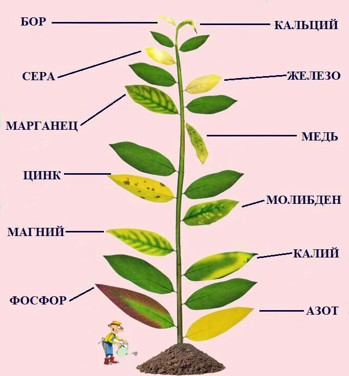 Рост листьев растений. Недостаток микроэлементов у растений. нехватка по листу элементов у растений. дефицит питания у растений. недостаток питательных веществ по листу.