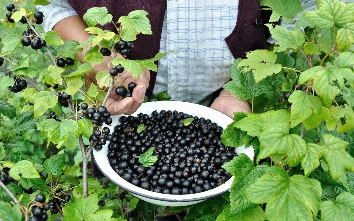 Смородина куст. Смородина черная куст. Черная смородина в саду. Кусты смородины в саду. Урожайность черной смородины