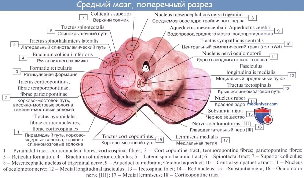 Поперечный на латинском. Поперечный отросток позвонка. Строение среднего мозга на поперечном срезе. Поперечный на латинском. Поперечный на латинском.