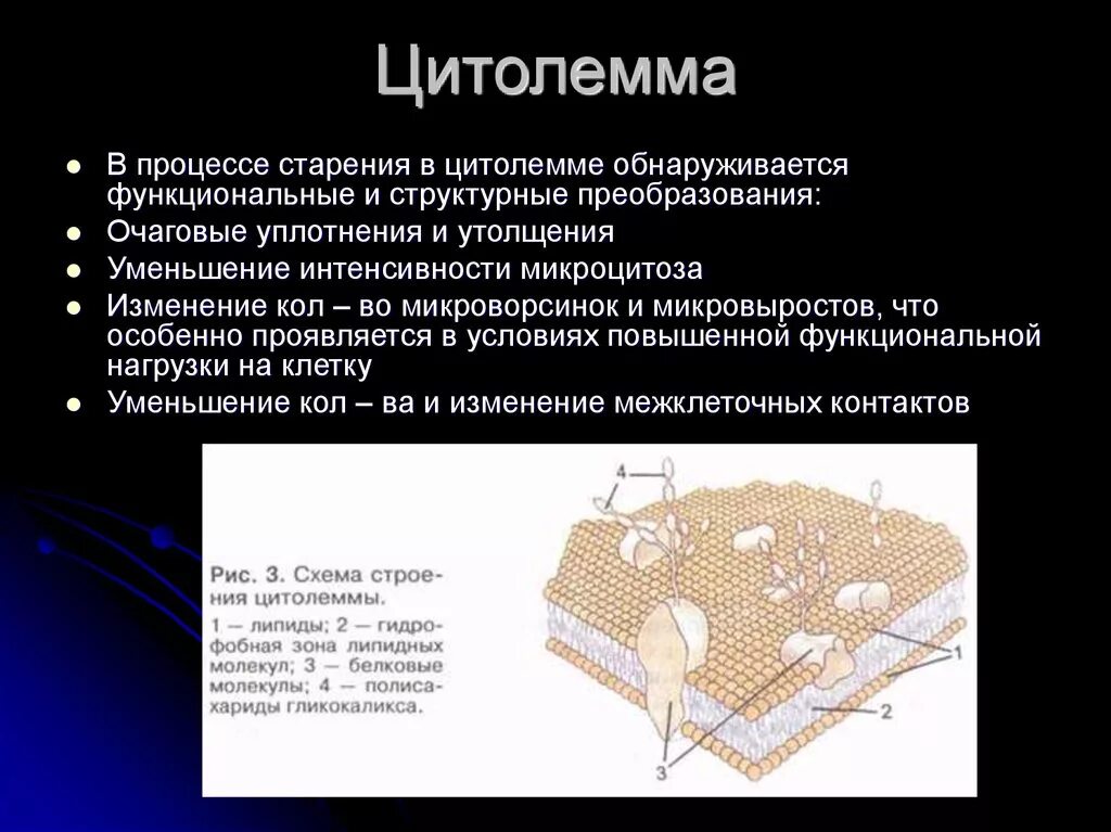 Цитолемма это. Цитоплазматическая мембрана и цитолемма. Клеточная мембрана цитолемма. Клеточная оболочка цитолемма. Цитолемма гистология.