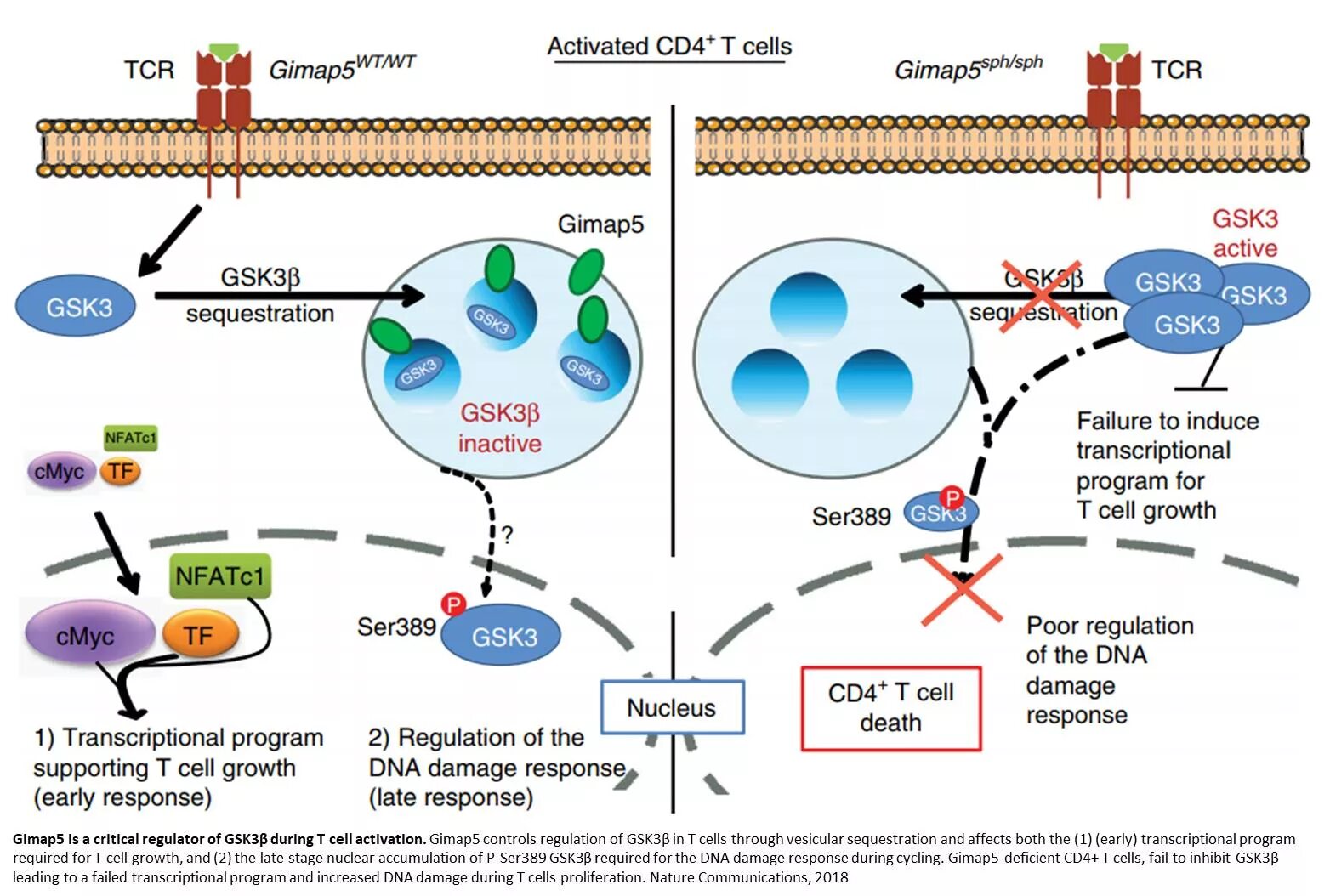 Ген pai 1. Cd4+ клетки. Cd4+ т-клетки. CD клетки. CD 3 Т клетки.