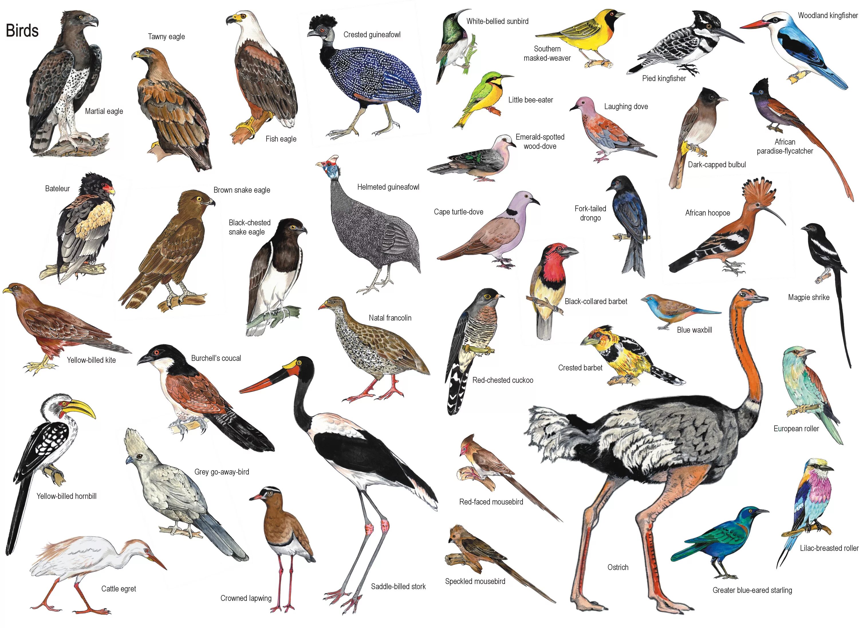 Птицы россии список. Название птиц. Разновидности диких птиц. Разнообразные птицы и их названия. Дикие птицы названия.