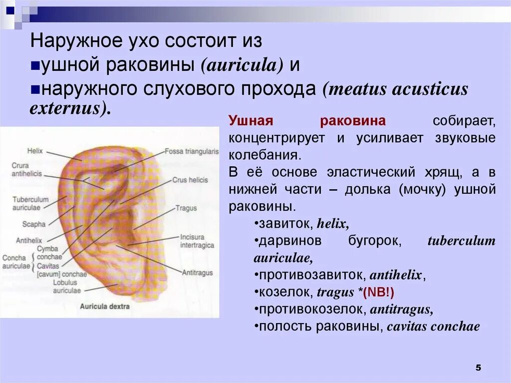 Строение ушной раковины латынь. Наружное ухо (ушная раковина, наружный слуховой проход) строение. Аурикула ушная раковина. Строение ушной раковины анатомия латынь.