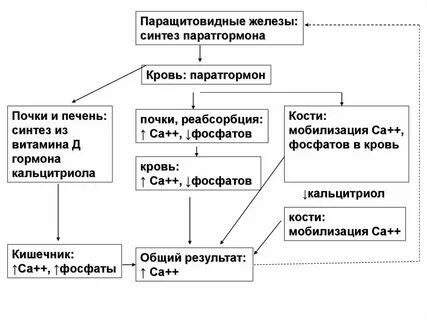 Паратгормон железа