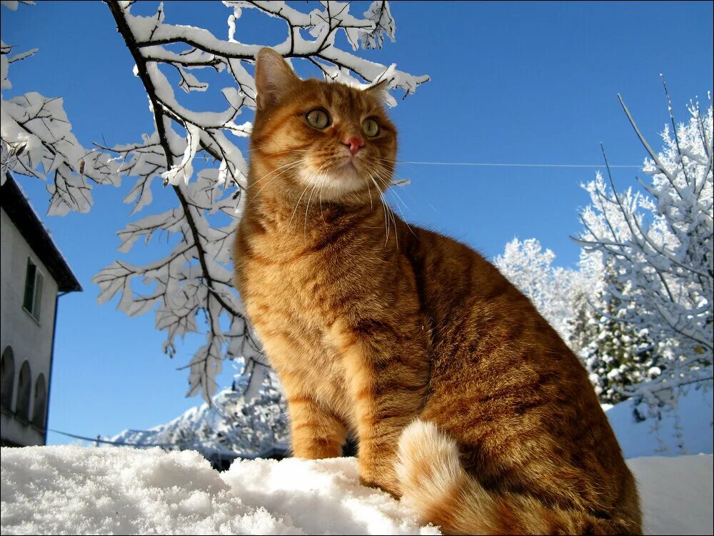 Мартовский кот. Марты кот. Рыжий мартовский кот. Мартовский кот рисунок. Весенняя кошка.