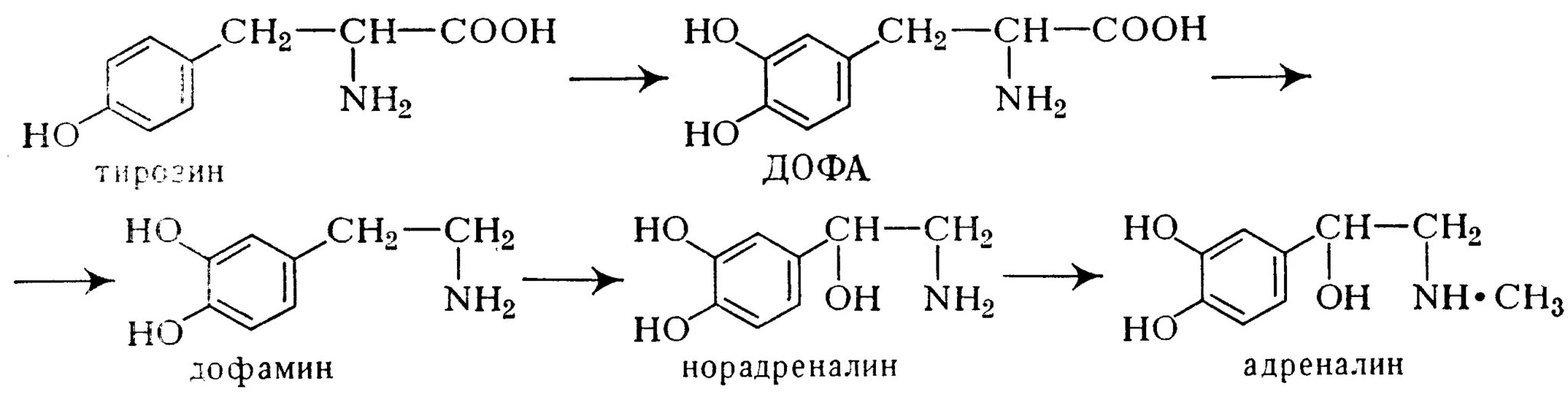 Фермент адреналина. Синтез адреналина из тирозина. Синтез норадреналина схема. Схема синтеза адреналина из тирозина. Реакция синтеза адреналина из тирозина.