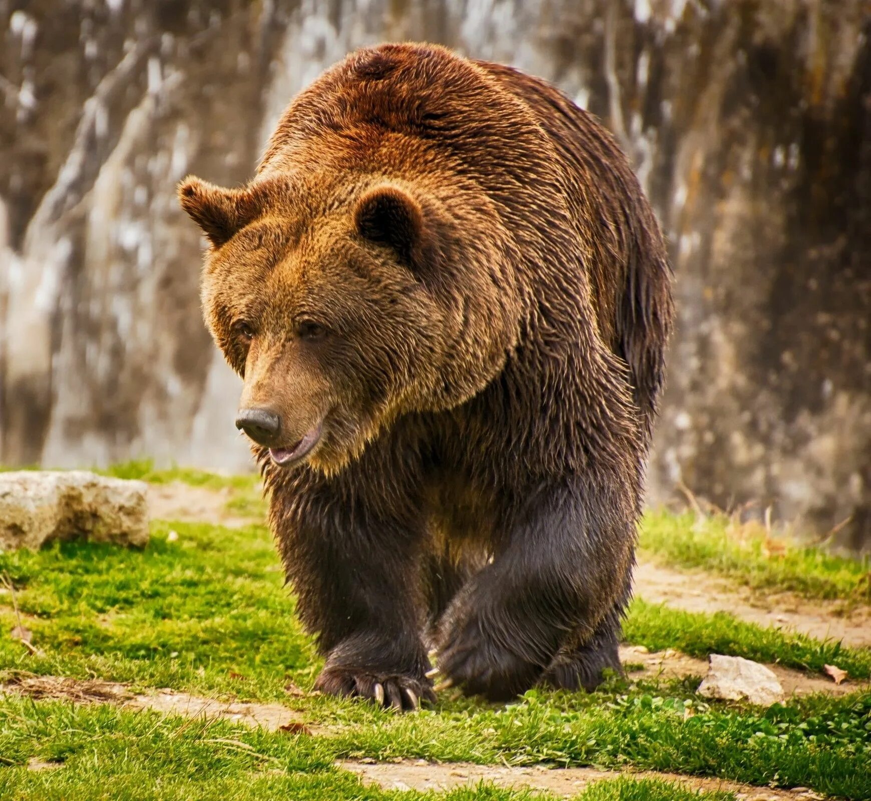 Бурый медведь среда. Популяция бурых медведей. Образ жизни бурого медведя. Бурый медведь среда. Обаз жизни бурого медведь.