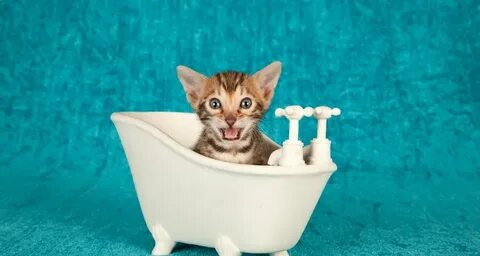 Cat wash