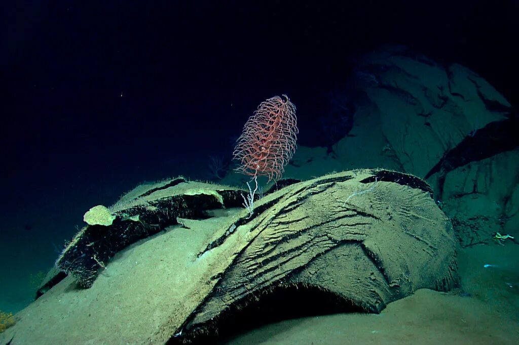 Камни на дне океана. Глубоководные чудеса. Тайны океана. Морские камни на дне океана.