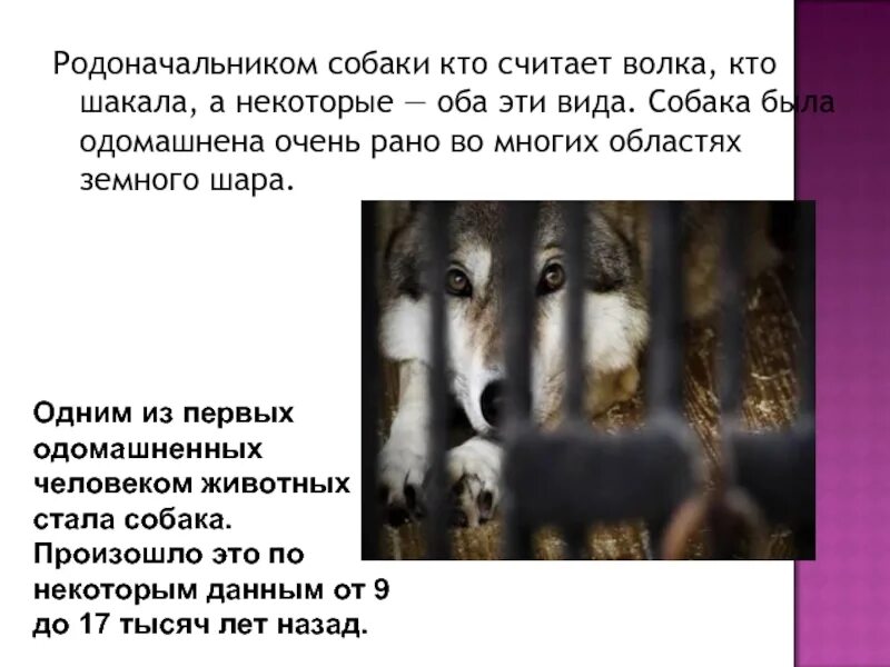 Собака-мама. Общение собак. Самые большие собаки на свете. Новогвинейская пастушья собака. Новогвинейская поющая собака+серый волк.