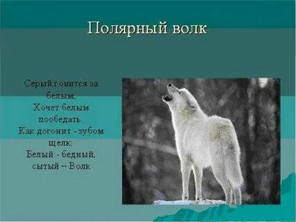 Загадка про серого волка