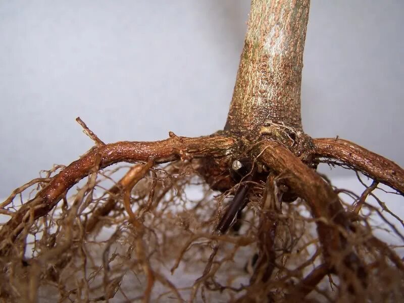 посадка яблони корневая шейка. корневая система яблони. корневище яблони. корневище яблони. корневище яблони.