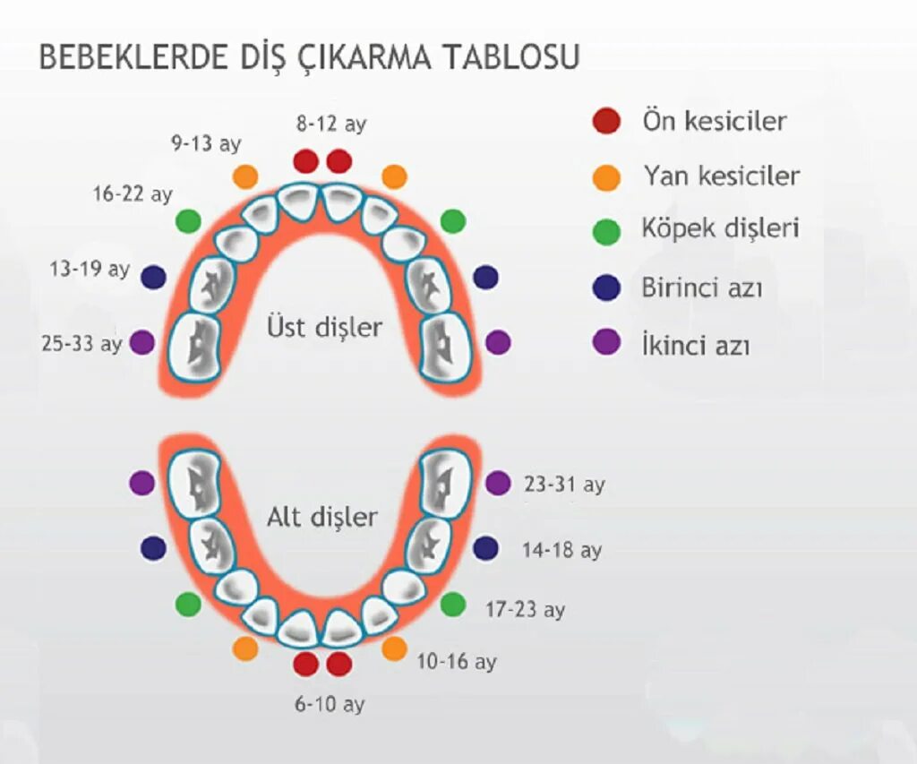 32 зуба. 2. Латеральный резец нижней челюсти анатомия. Первые резцы. Первые резцы.