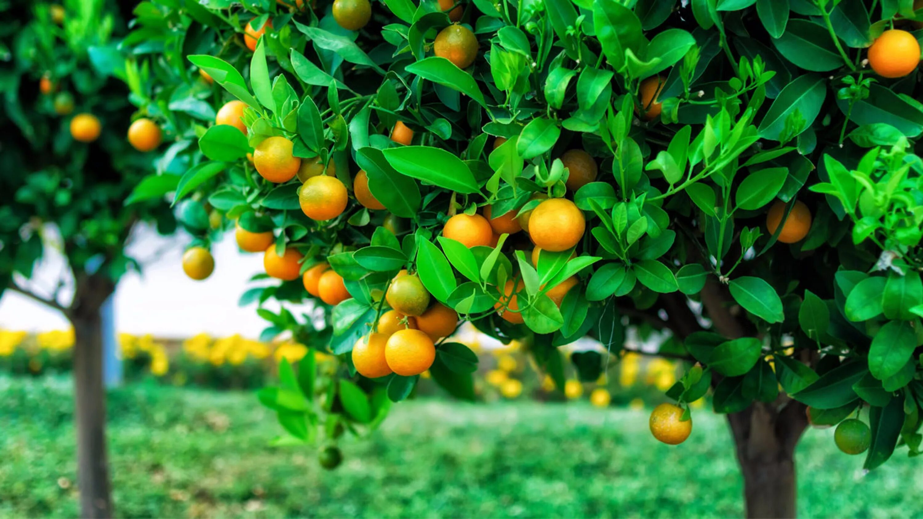 Плоды фруктового дерева. Мандарин дарахти. Греция мандариновые деревья. Дикий мандарин в Абхазии. Танжерин дерево.