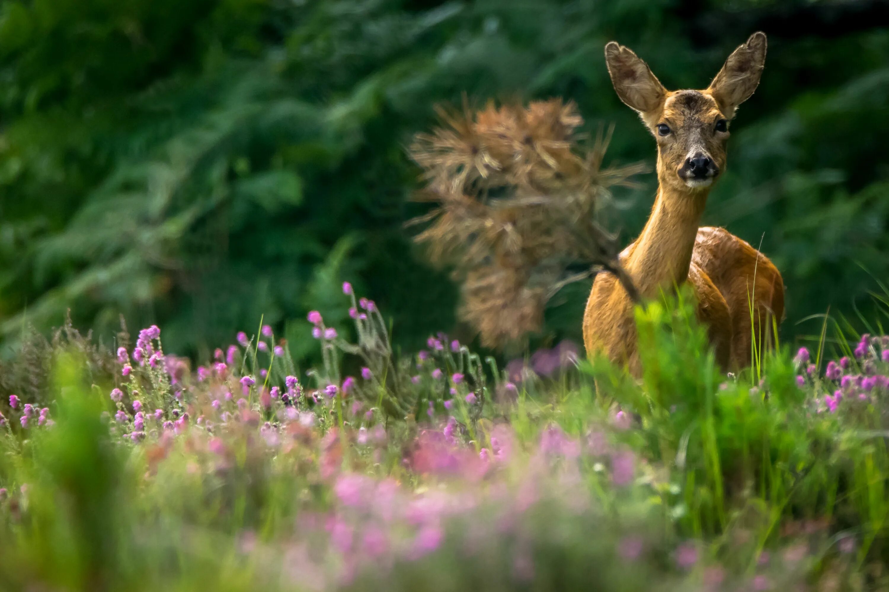 Wild Life. Животные в новой Англии. Chirpy's Wildlife Вики. Wildlife of Scotland. Us wildlife