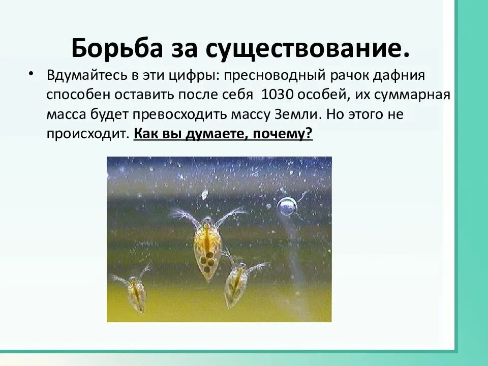 Борьба за существование предложение. Борьба за существование. борьба за существование это в биологии. понятие борьба за существование. борьба за существование и естественный отбор.
