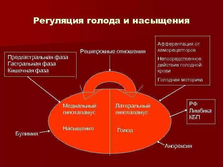 Регуляция пищевого поведения. Механизмы регуляции пищевого поведения. Регуляция пищевого поведения физиология. Схема регуляции пищевого поведения у человека.