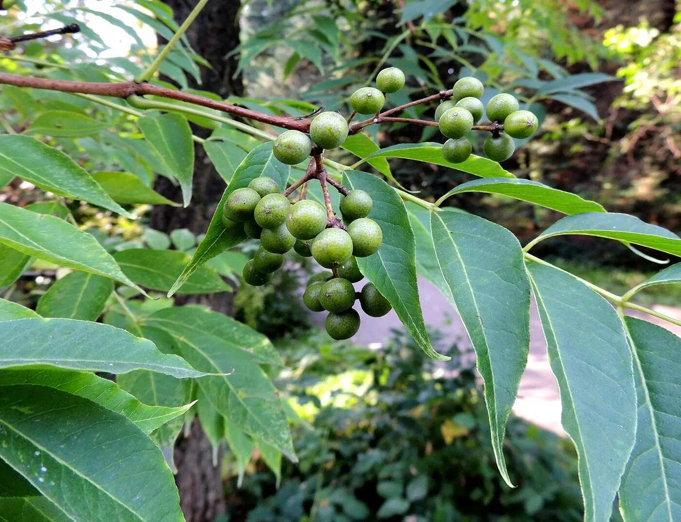 Амурский бархат ягода и их применение. Бархат амурский. phellodendron amurense. • бархат амурский и уссурийский. бархат амурский цветение.