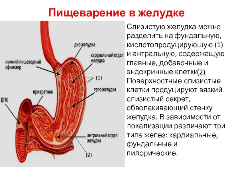 Кардиальный и пилорический сфинктер. Антральный и пилорический отделы желудка. Сфинктеры желудка анатомия.