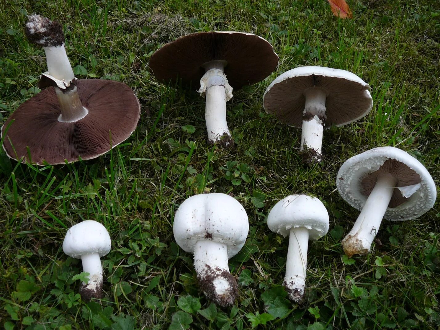 Шампиньон относится к съедобным. Шампиньон полевой Agaricus arvensis. Полевой шампиньон Agaticas asvensis. Agaricus arvensis Schaeff. — Шампиньон полевой. Мицелий шампиньон полевой 50 мл.