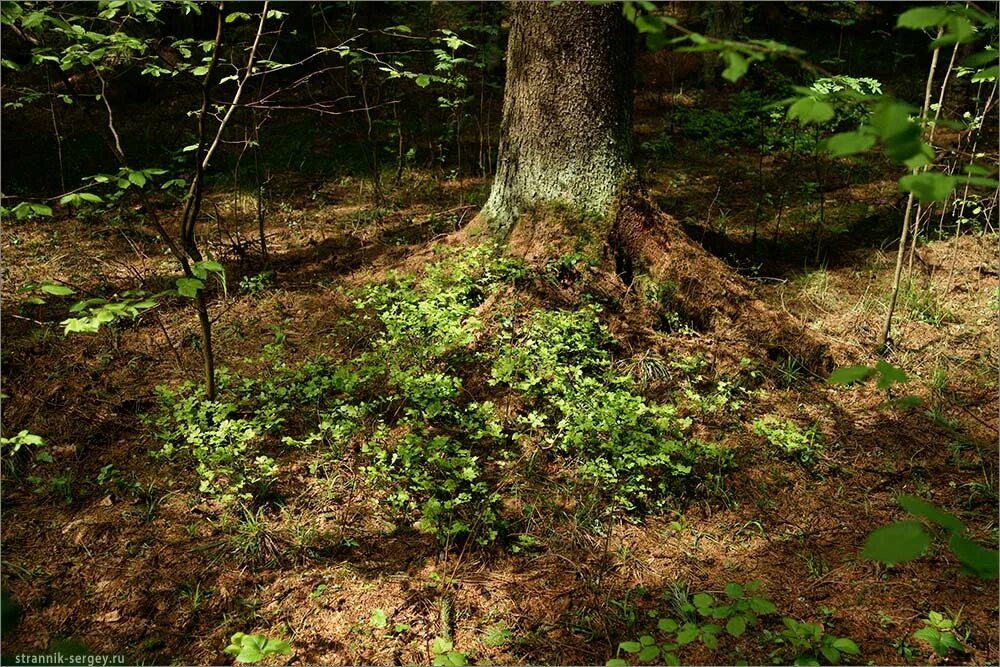 кустарники подлеска. трава растущая под елью. светолюбивые травы растущие под елью являются. сосновый бор и мох сфагнум. аменсализм примеры.