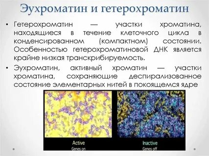Химический состав половых хромосом