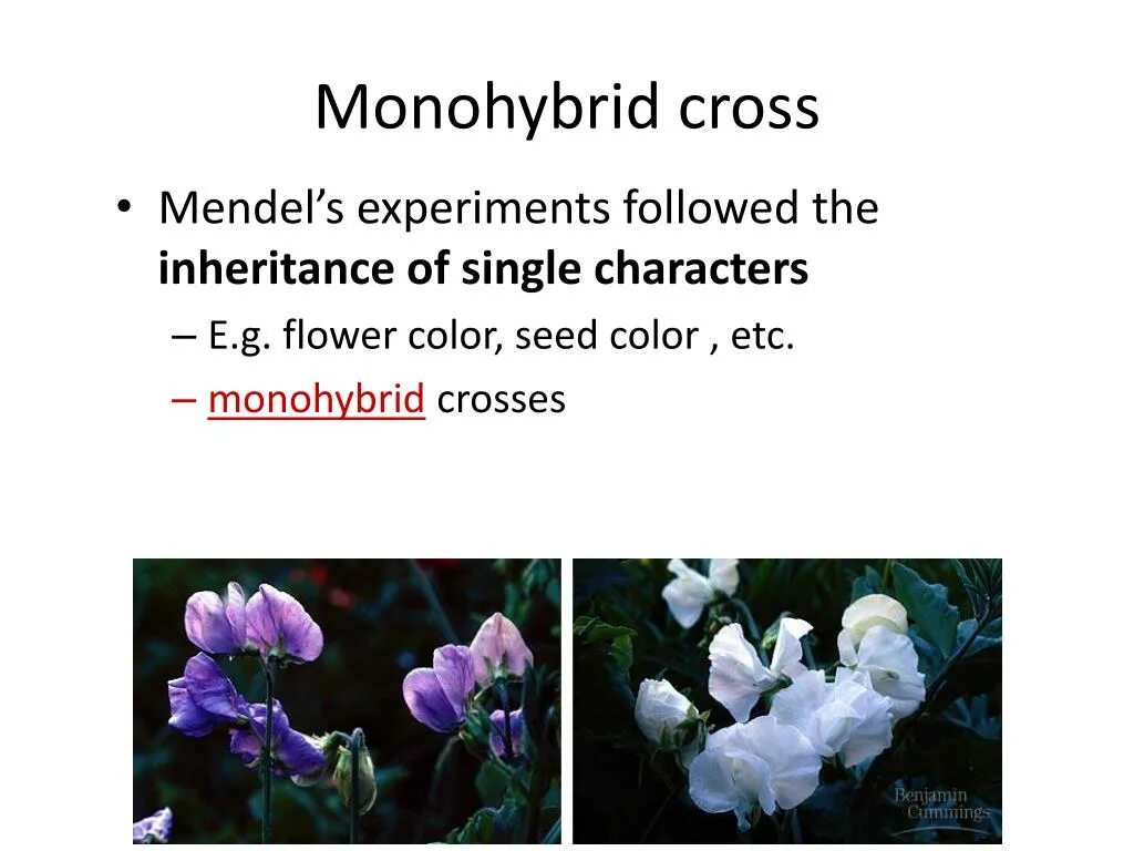 Monohybrid Cross. Monohybrid Crossing Vegetables. Amoeba sisters Video Recap Monohybrid Crosses Mendelian Inheritance. Amoeba sisters Video Recap Monohybrid Crosses Mendelian Inheritance answer Key.