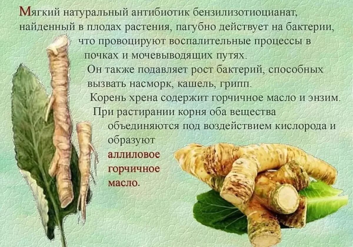 Вреден ли растительное. Чем полезен корень хрена. Чем полезен хрен. Чем полезен корень хрена для организма. Корень хрена полезные.