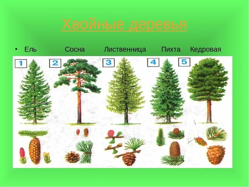 Деревья примеры 2 класс