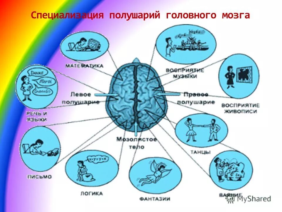 Речевое полушарие мозга. Полушария головного мозга. Правое полушарие мозга. За что отвечает правое полушарие головного мозга. За что отвечает левое и правое полушарие головного мозга.